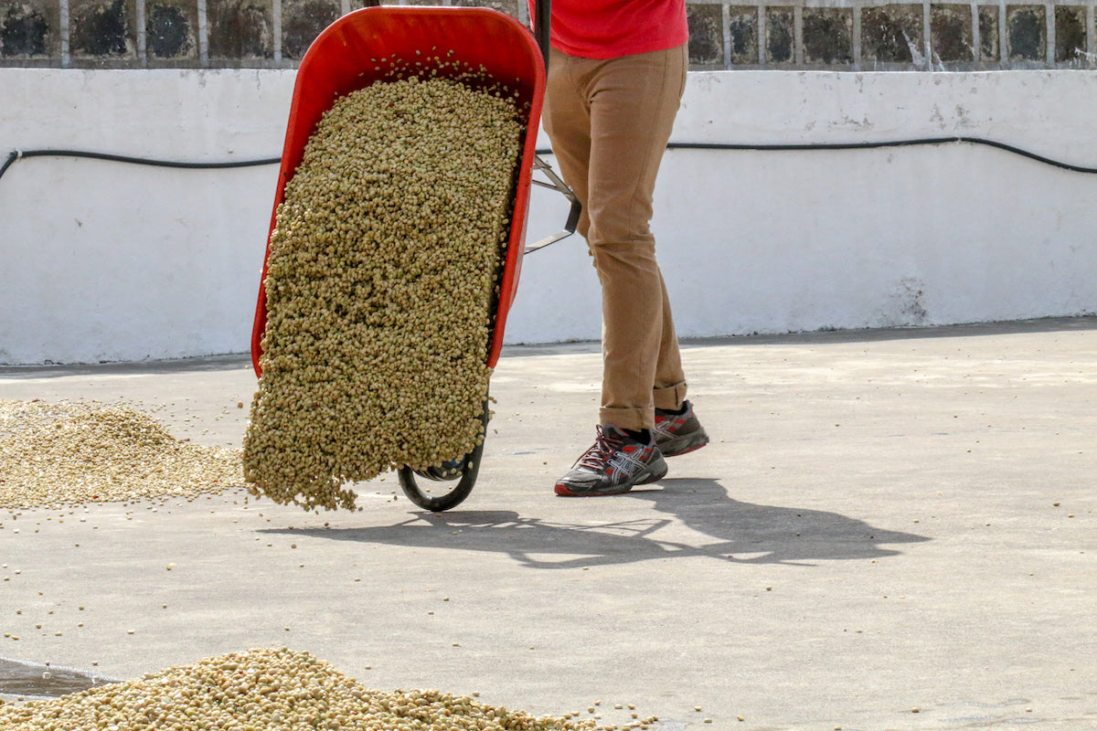 Guatemala Coffee: A Brief Overview