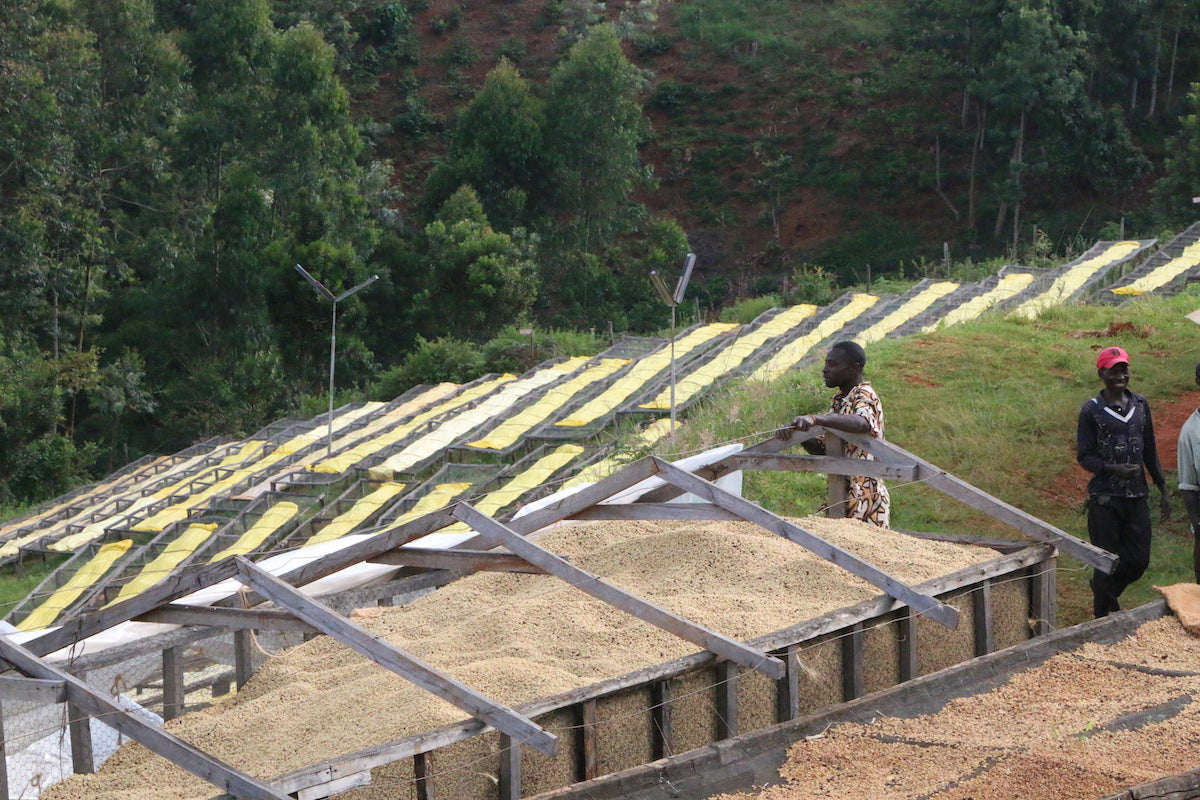 Kenya Coffee: A Brief Overview