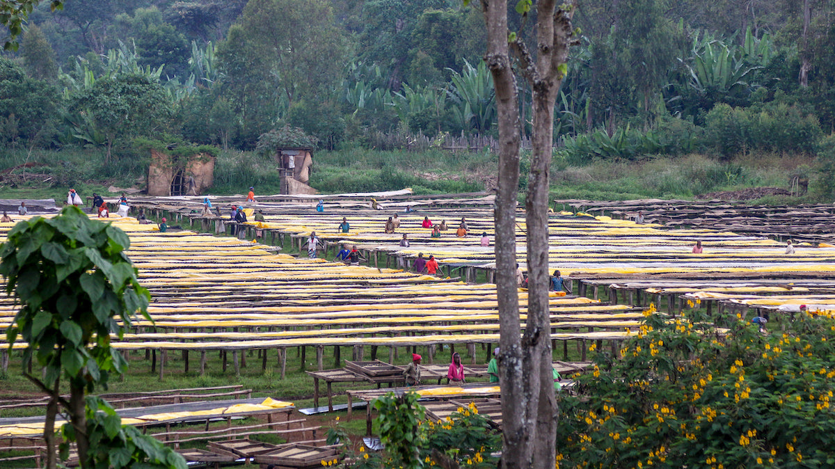 Coffee Processing Methods: Natural Process (Sun-Dried)