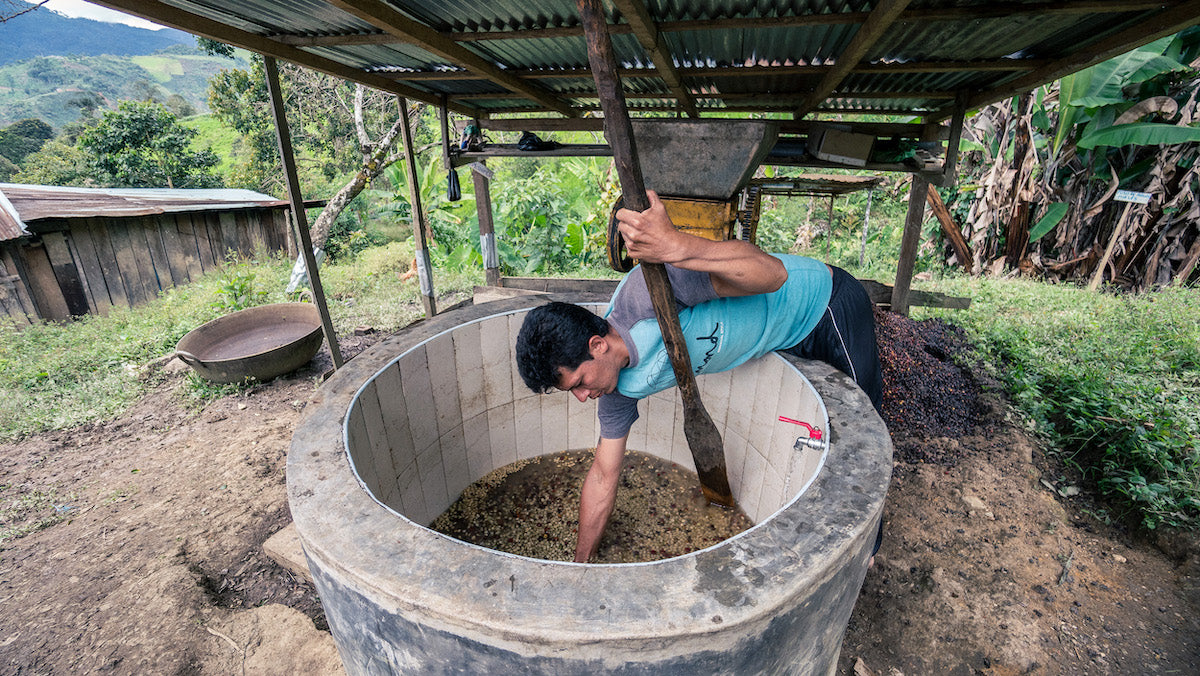 Coffee Processing Methods: Washed Process