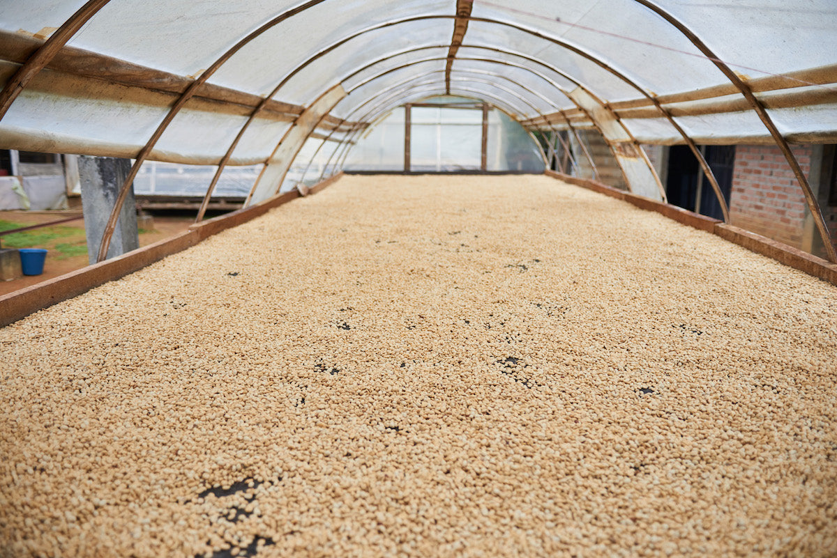 Colombia Coffee