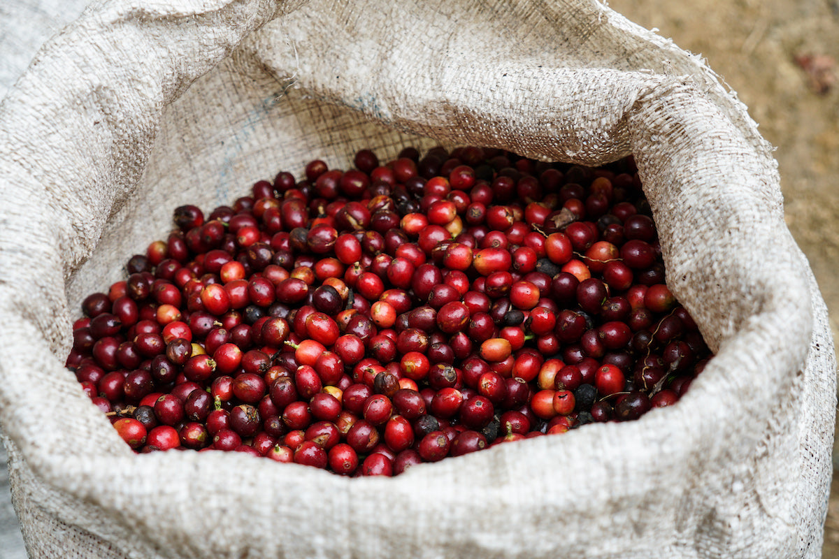 Costa Rica Coffee: A Brief Overview