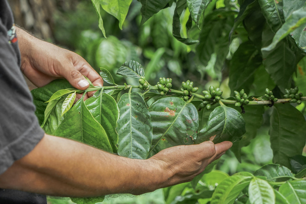 El Salvador Coffee: A Brief Overview