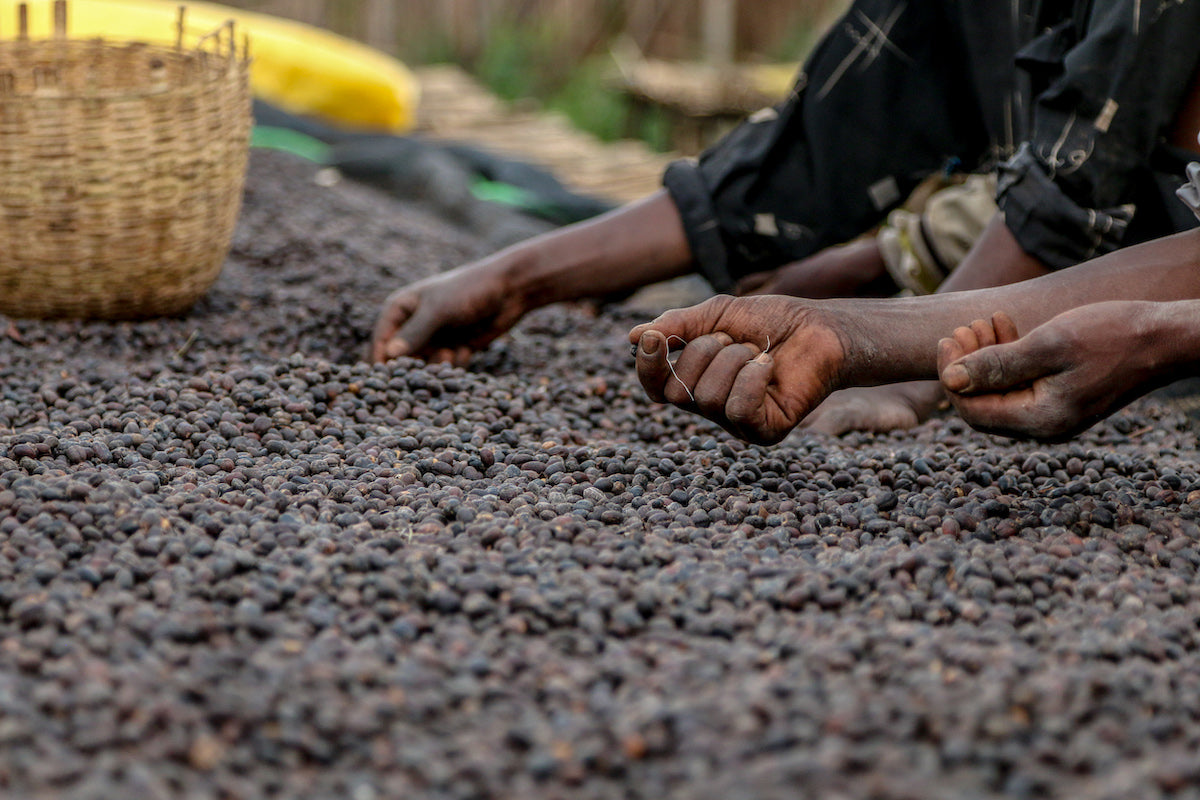 The Birthplace of Coffee: An Overview of Coffee Production in Ethiopia