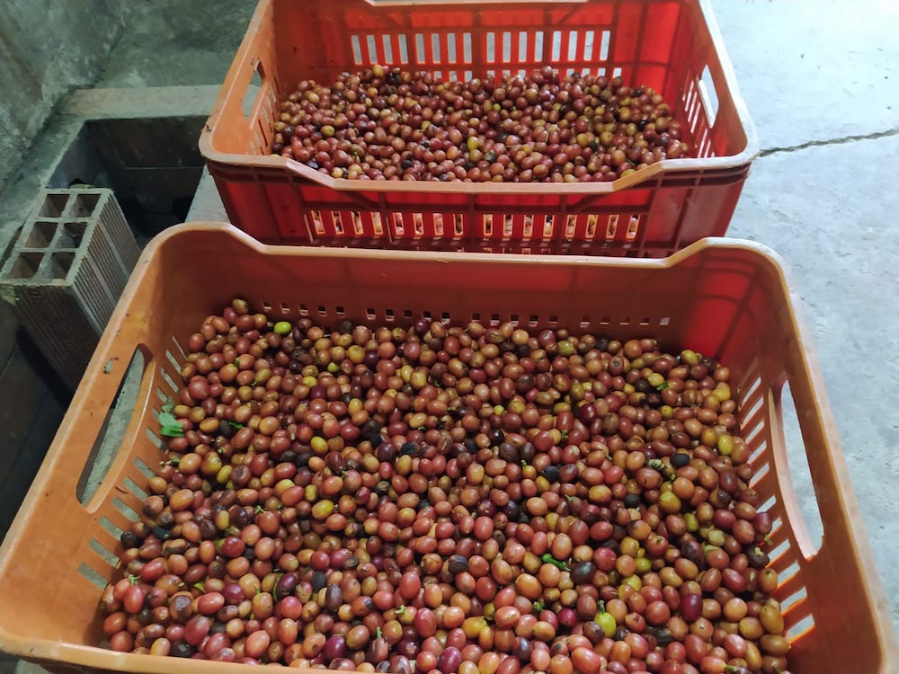 The Pink Bourbon Coffee Varietal: A Refined Sip in a Colourful Package