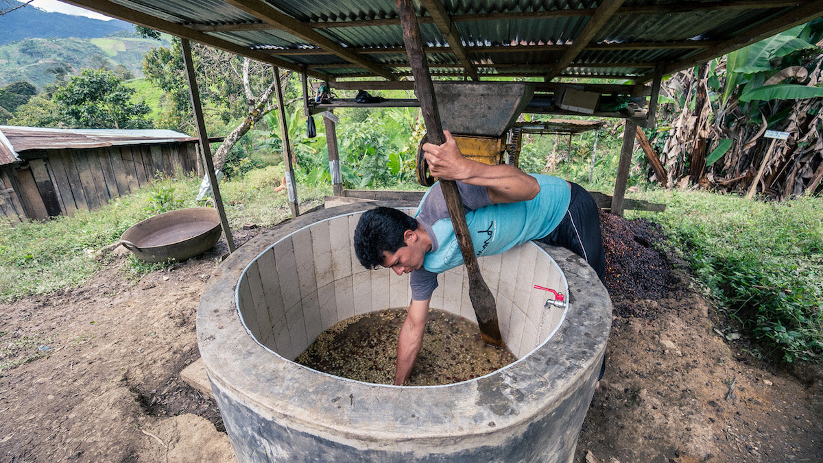 Coffee Processing Methods: Washed Process – Kai Coffee PTY LTD